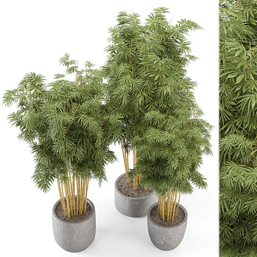 植物竹组