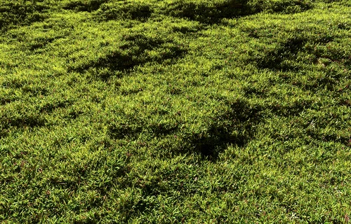 现代草地