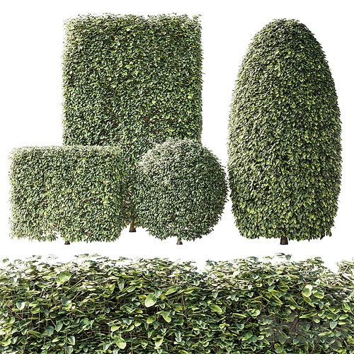 现代植物灌木