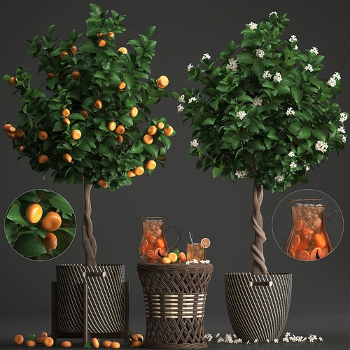 现代植物盆栽橘子树