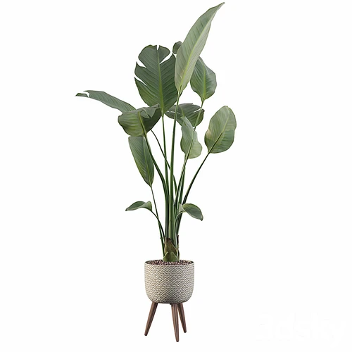 现代植物盆栽
