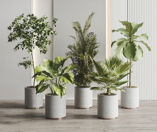 现代植物盆栽组合