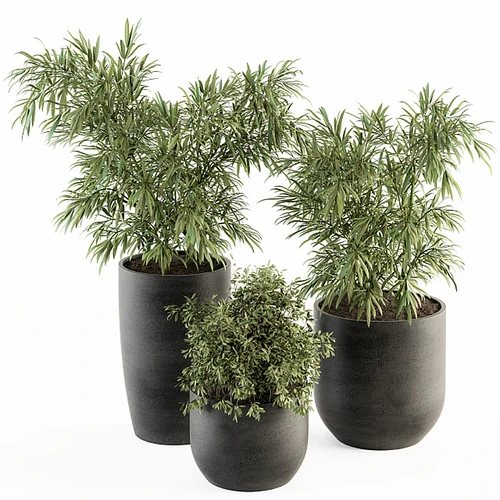 现代植物盆栽