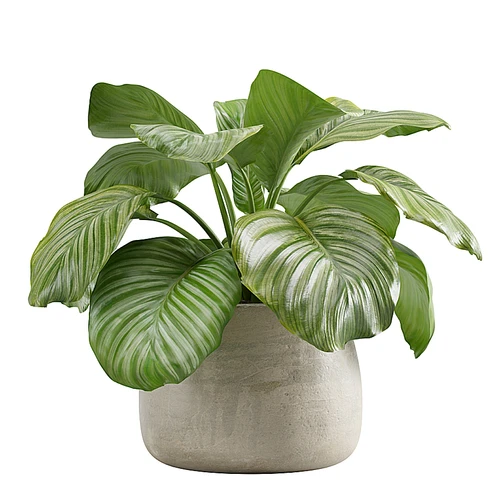 植物盆栽