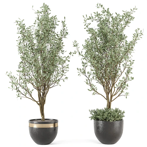 现代植物盆栽