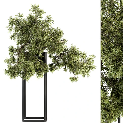 现代绿植盆栽
