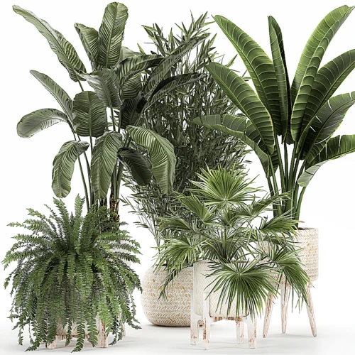 现代植物盆栽