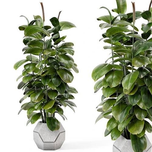 现代绿植盆栽