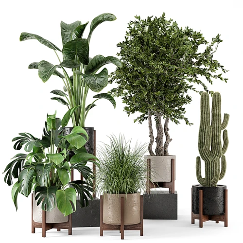 室内植物盆栽