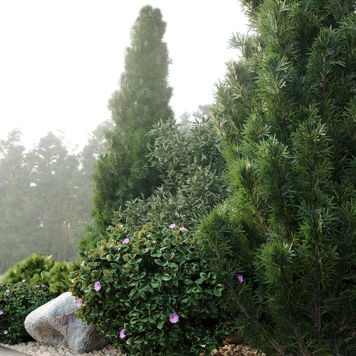 现代树木植物石头组合