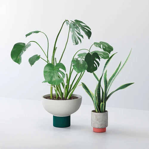 国外植物模型