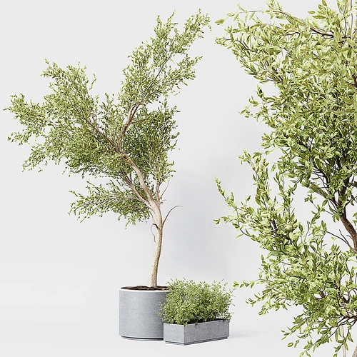 现代植物盆栽