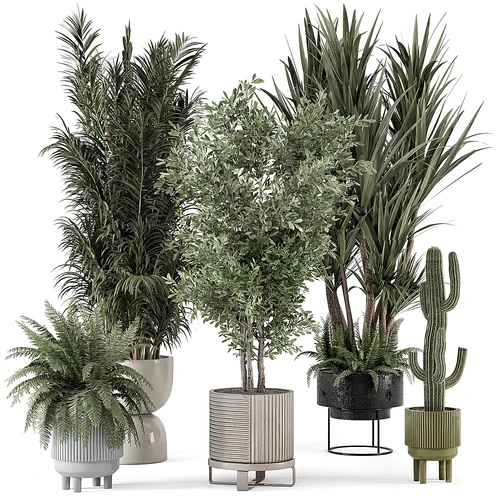 现代植物盆栽