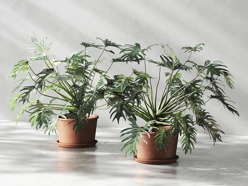 现代植物盆栽