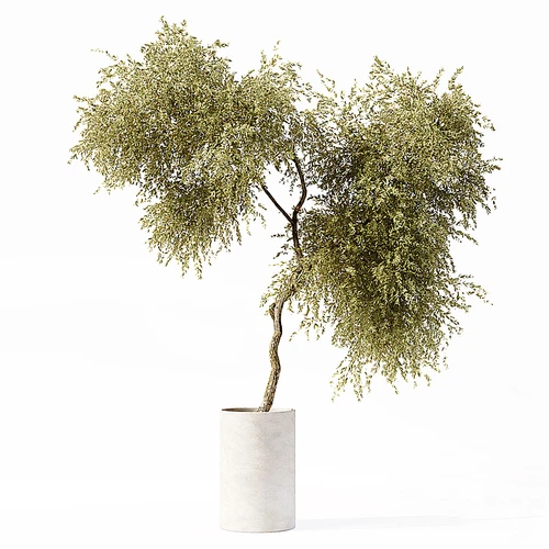 现代植物盆栽