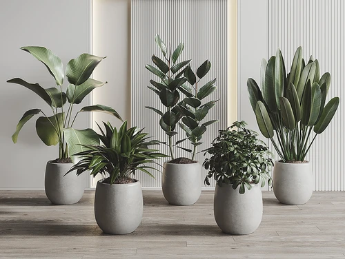 现代植物盆栽组合
