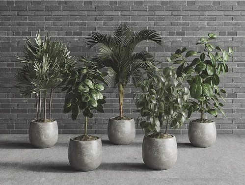 现代植物盆栽组合