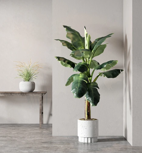 现代植物盆栽组合