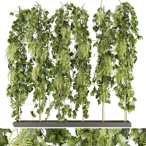 植物藤蔓