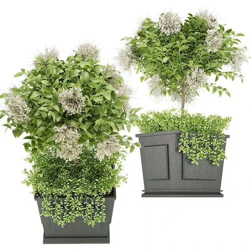 植物盆栽