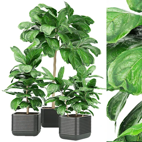 植物盆栽组合