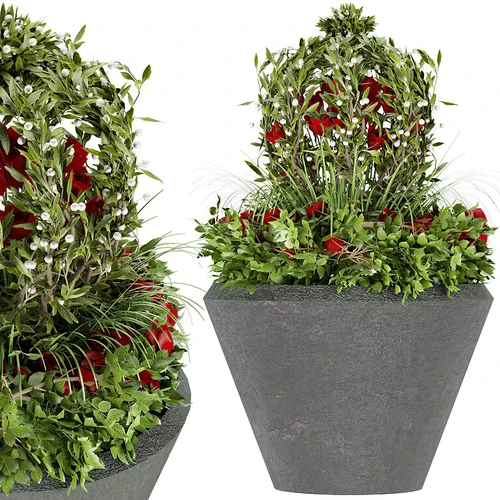 植物盆栽