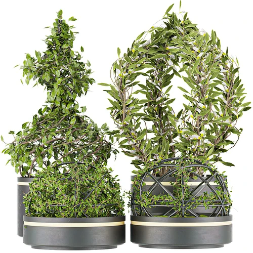 植物盆栽组合