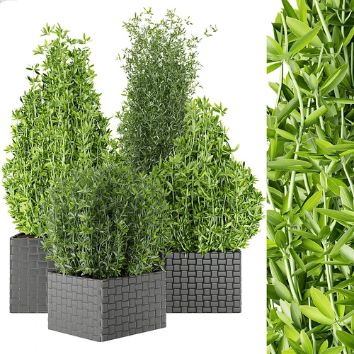 植物盆栽