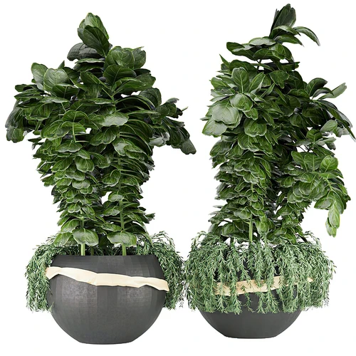 植物盆栽