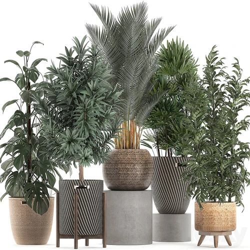现代绿植盆栽
