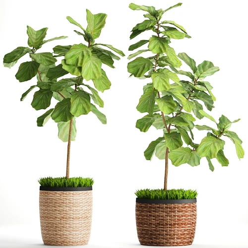 现代植物盆栽