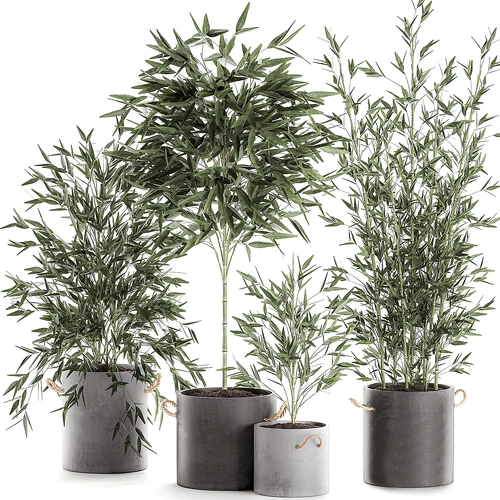 现代绿植盆栽