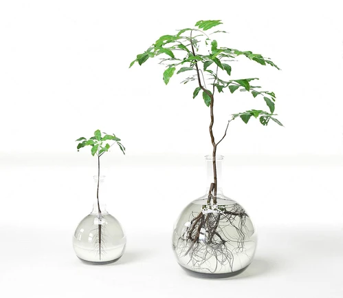 现代水生绿植盆栽
