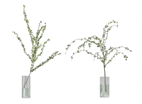 现代水生植物花瓶