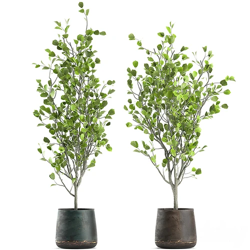 现代植物盆栽
