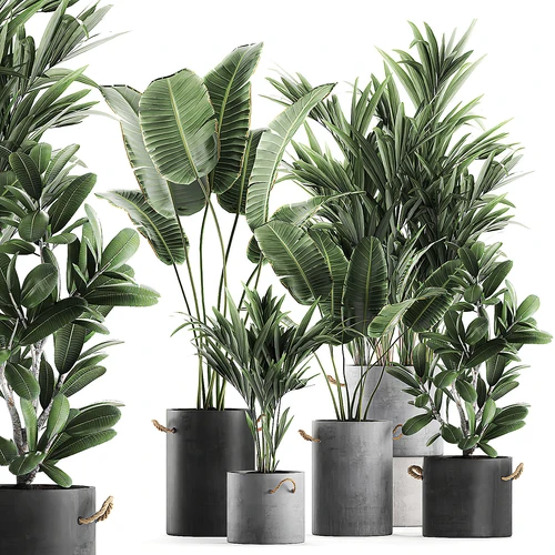 现代绿植盆栽 植物 北欧绿植 绿植 芭蕉
