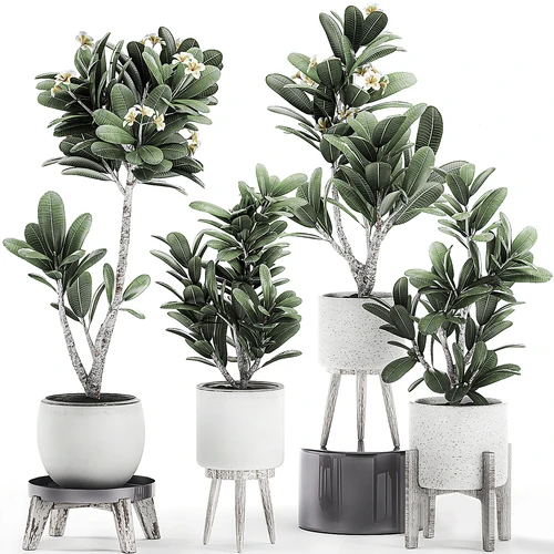 现代绿植盆栽