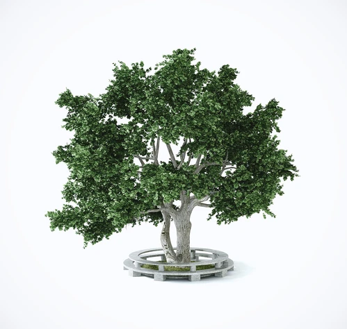 现代榕树植物绿植
