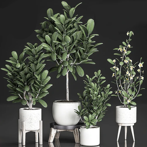 现代绿植盆栽
