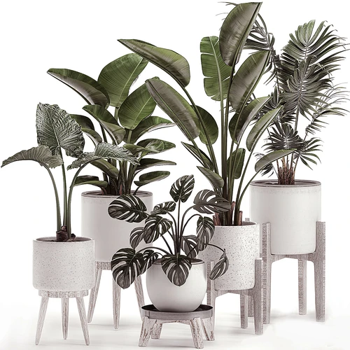 现代绿植盆栽