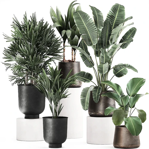 现代绿植盆栽