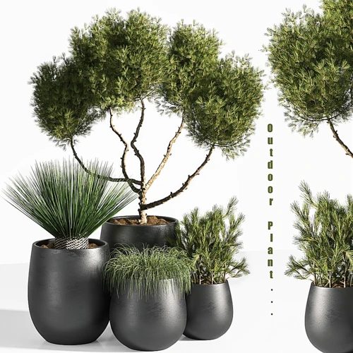 现代绿植盆栽