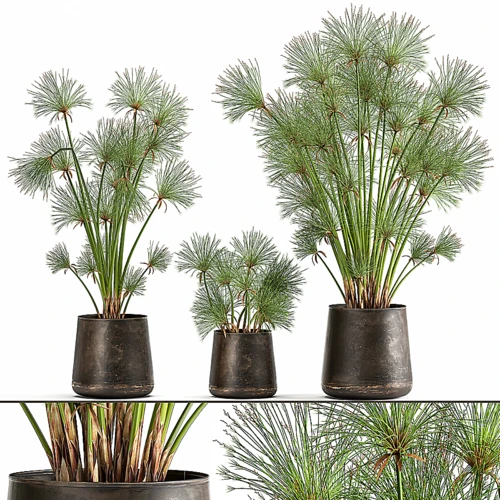现代绿植盆栽
