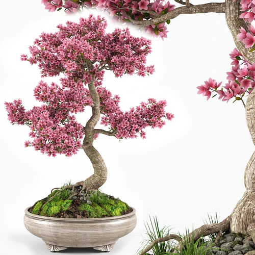 樱花盆景树