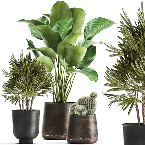 现代绿植盆栽