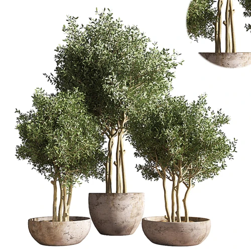 现代绿植盆栽