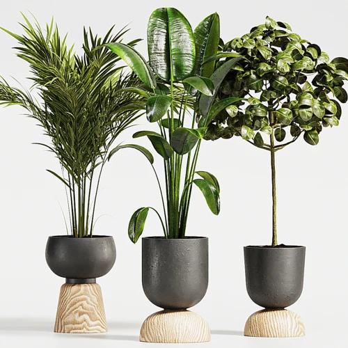 Plant Collection018 榕和棕榈