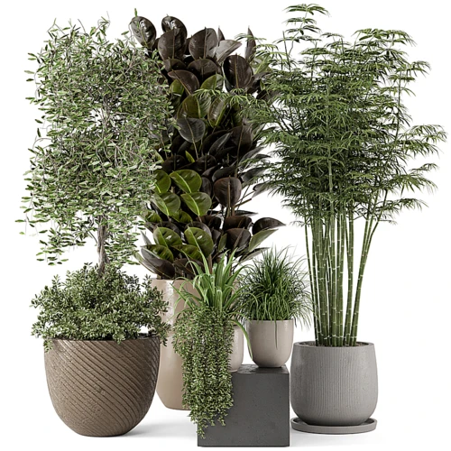 现代植物盆栽