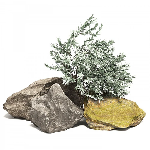 现代景观石头植物