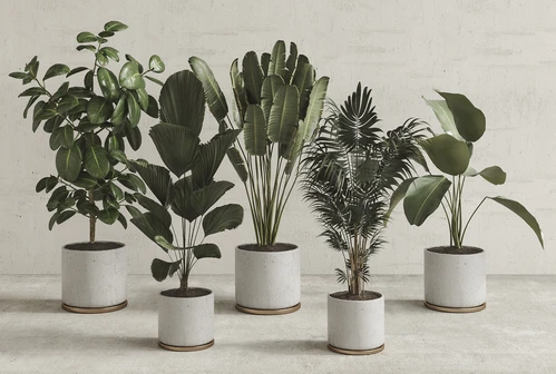 现代盆栽植物绿植